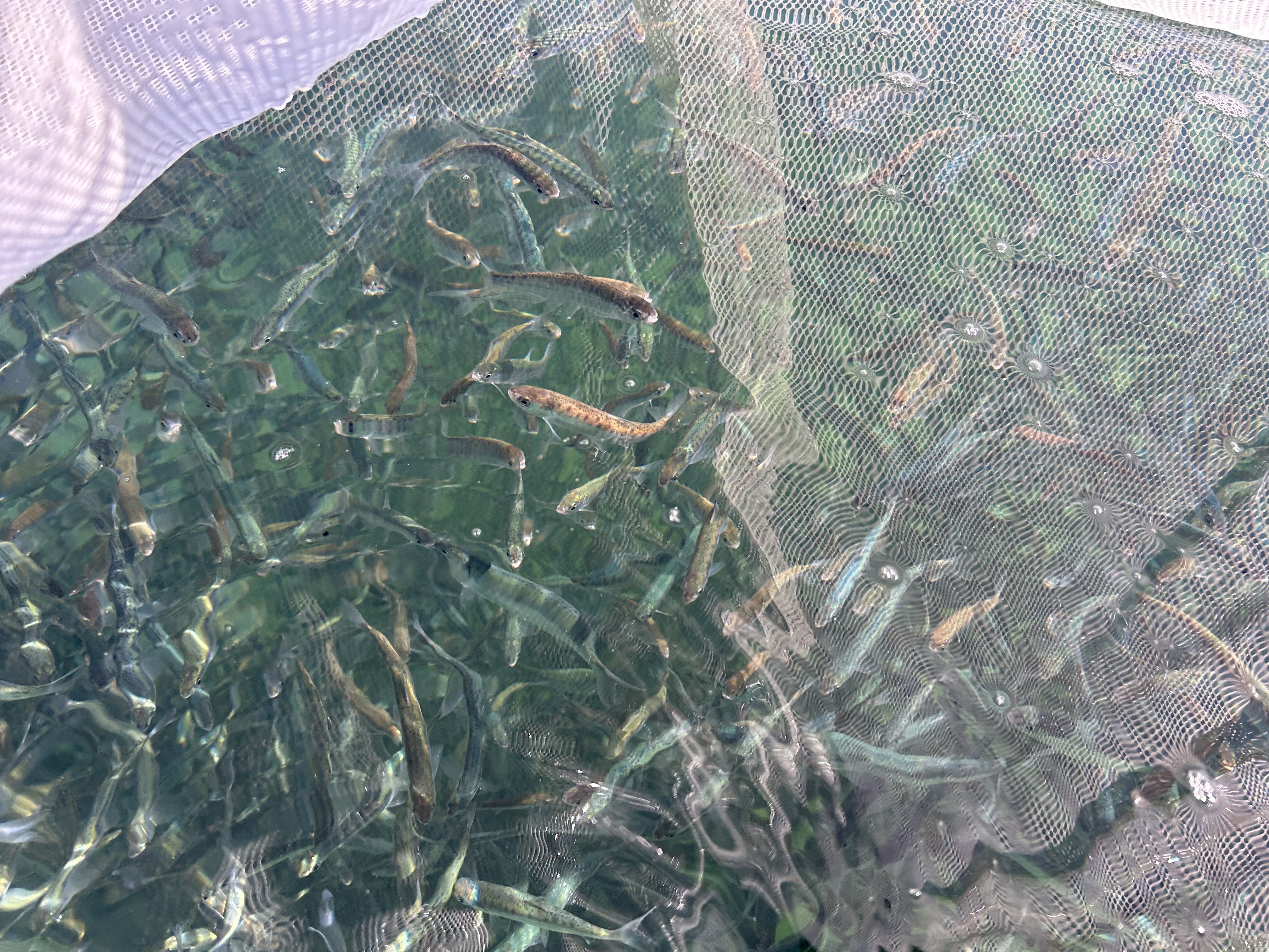 Cle Elum sockeye smolts
